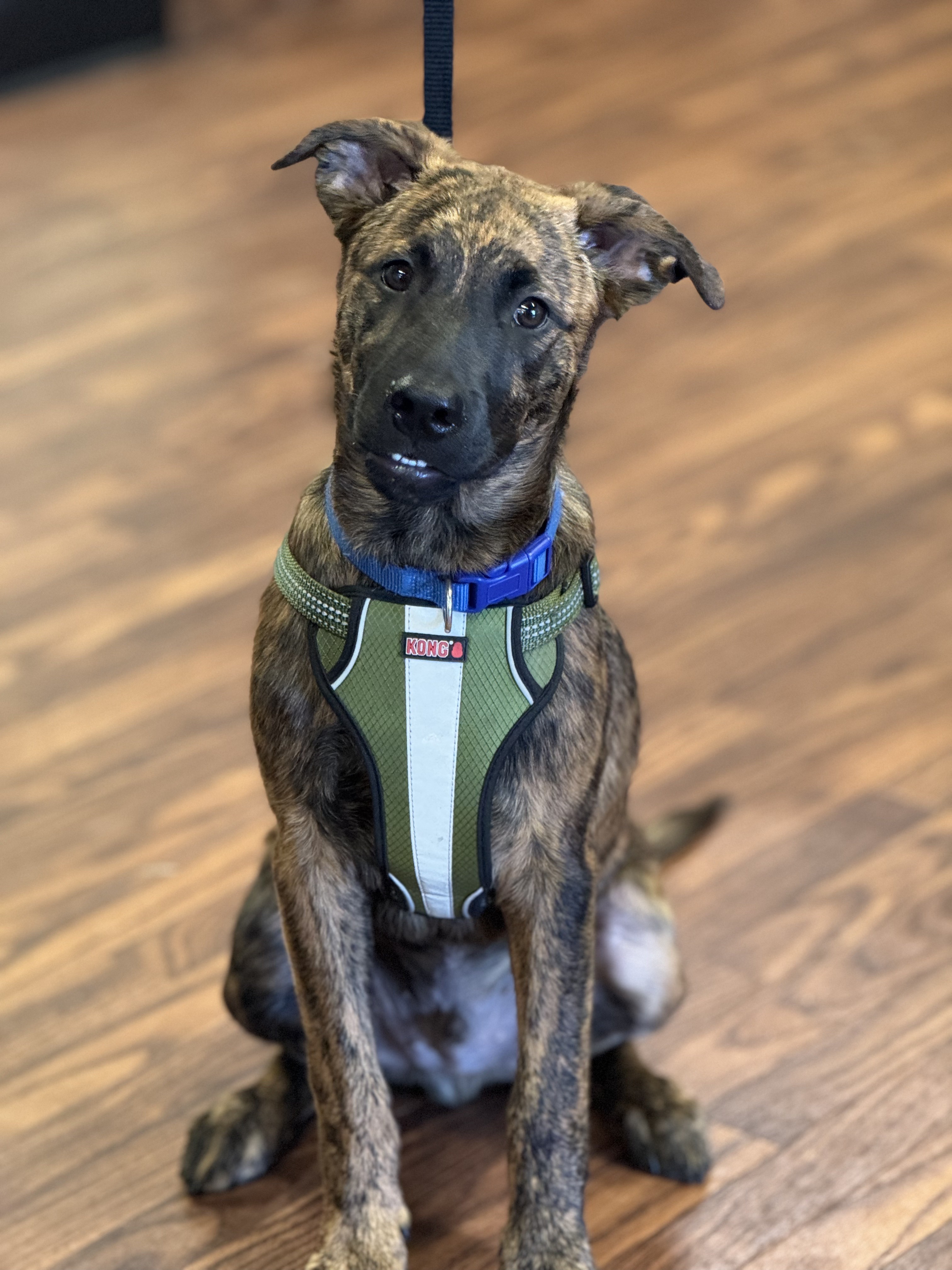 Bubba 0124, an adoptable Belgian Shepherd / Malinois in Sonora, CA, 95370 | Photo Image 6