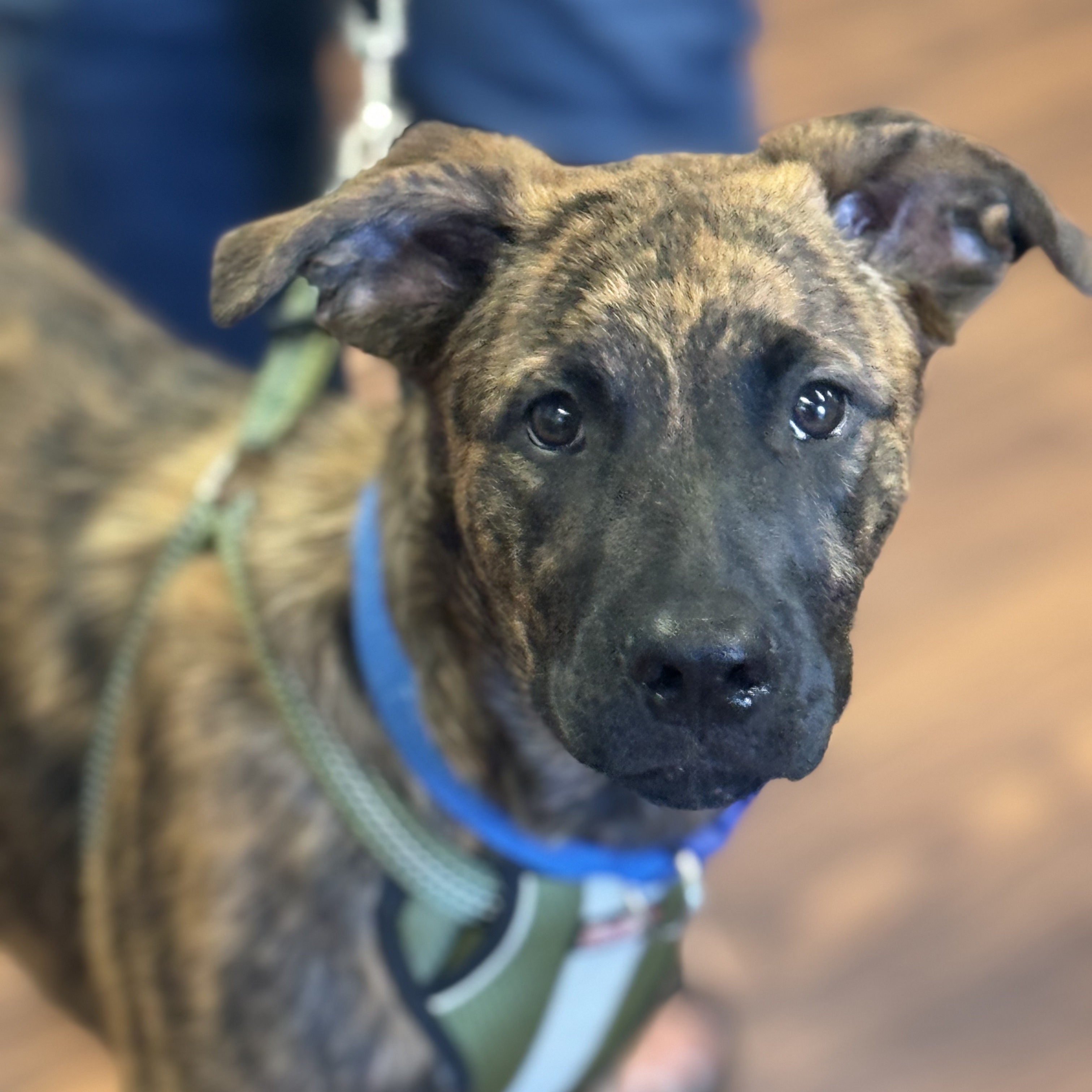 Bubba 0124, an adoptable Belgian Shepherd / Malinois in Sonora, CA, 95370 | Photo Image 1
