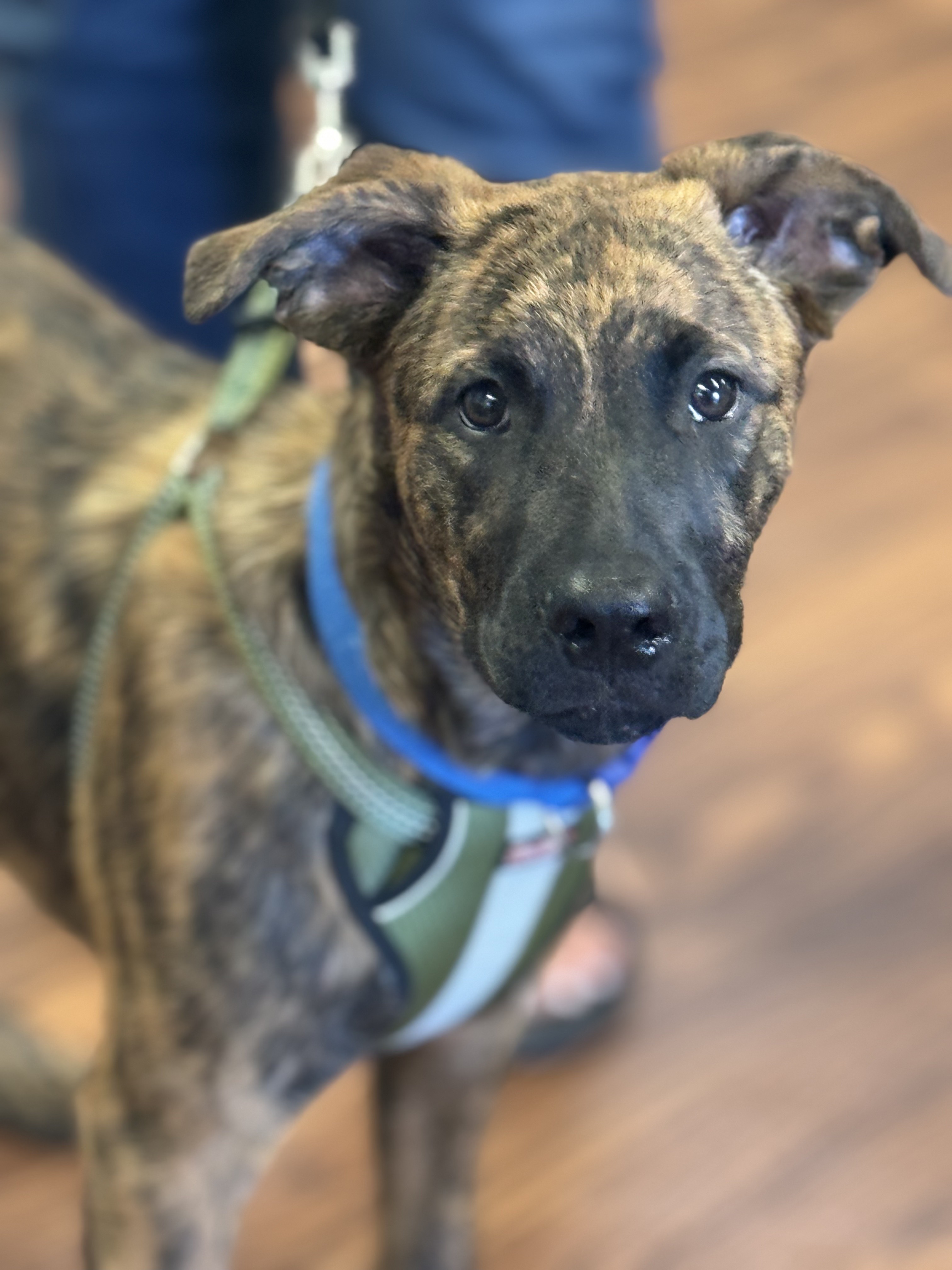 Bubba, an adoptable Belgian Shepherd / Malinois in Sonora, CA, 95370 | Photo Image 1