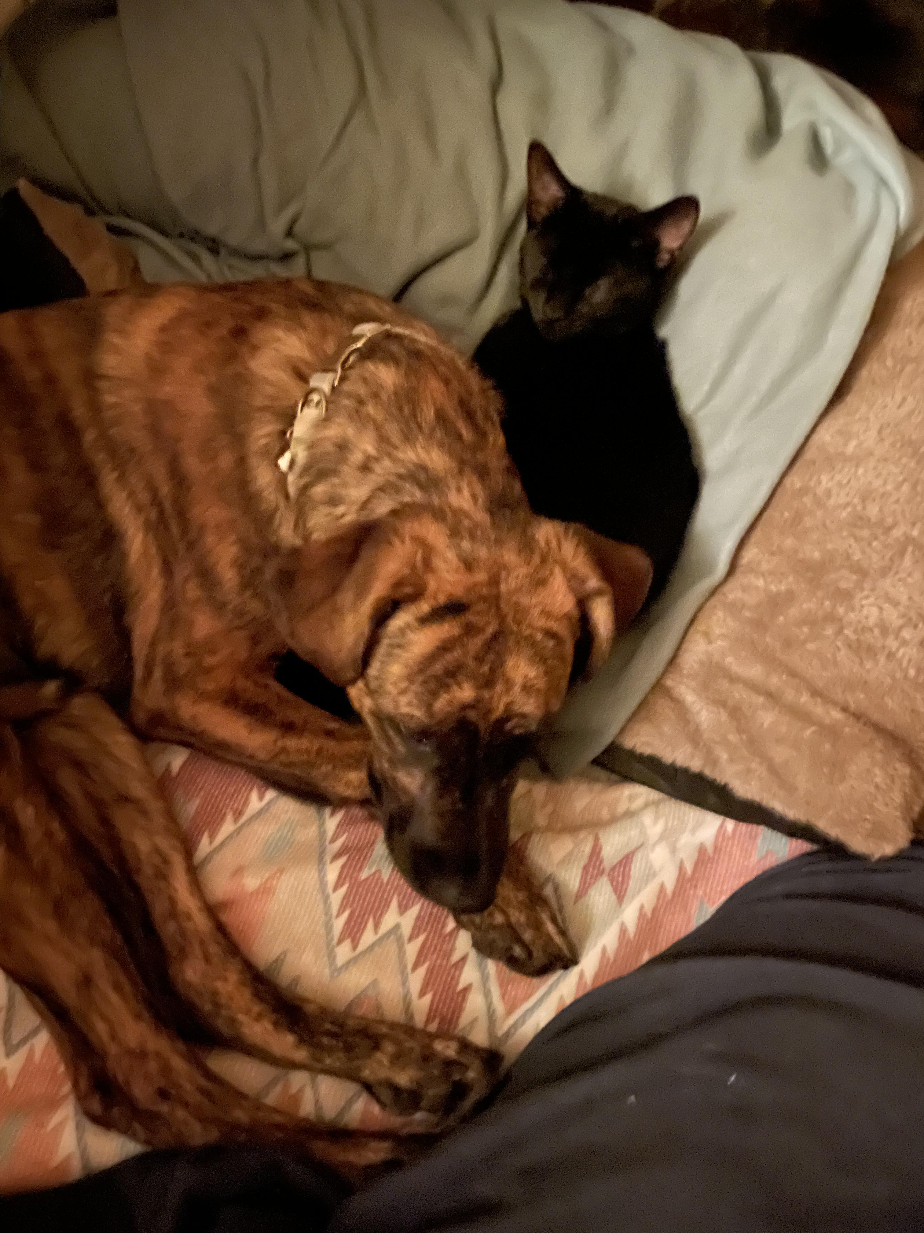 Bubba, an adoptable Belgian Shepherd / Malinois in Sonora, CA, 95370 | Photo Image 3