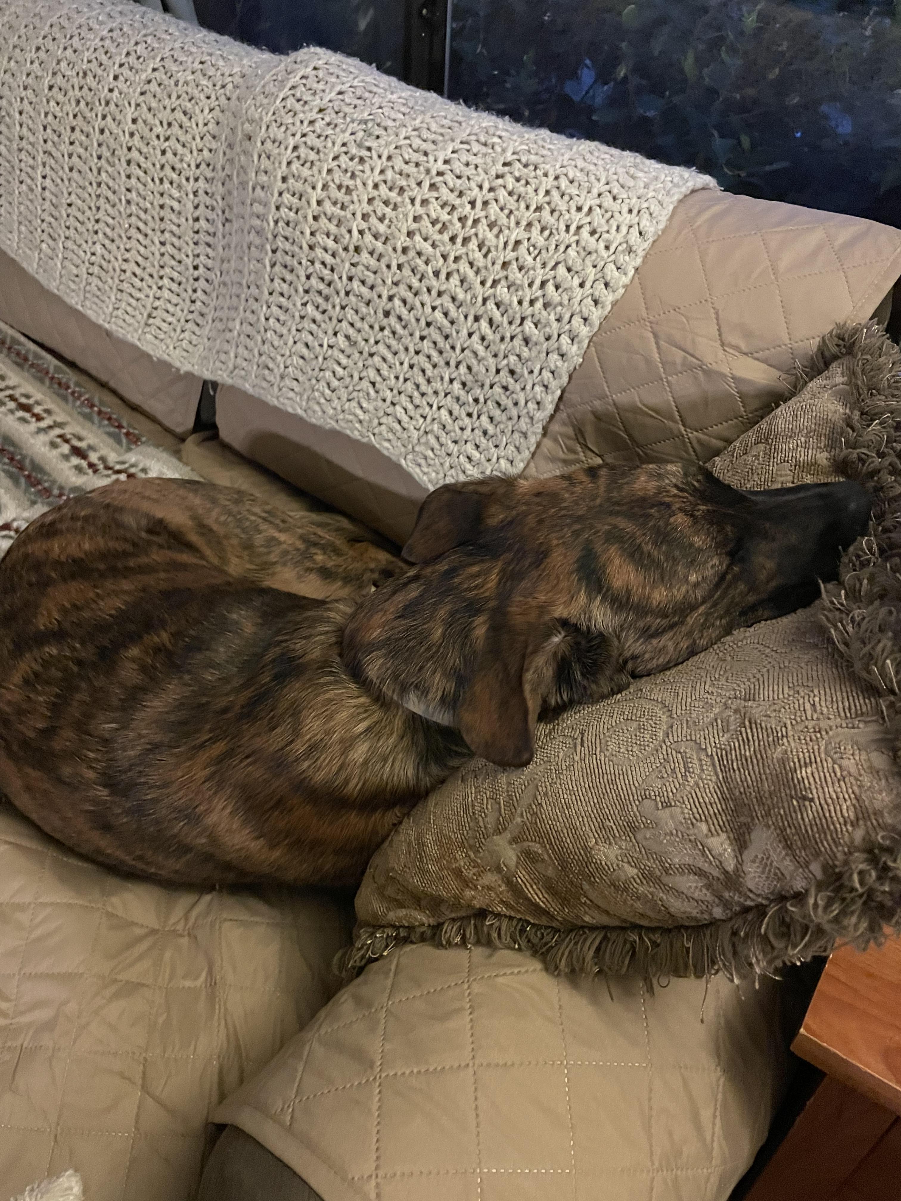Bubba, an adoptable Belgian Shepherd / Malinois in Sonora, CA, 95370 | Photo Image 2