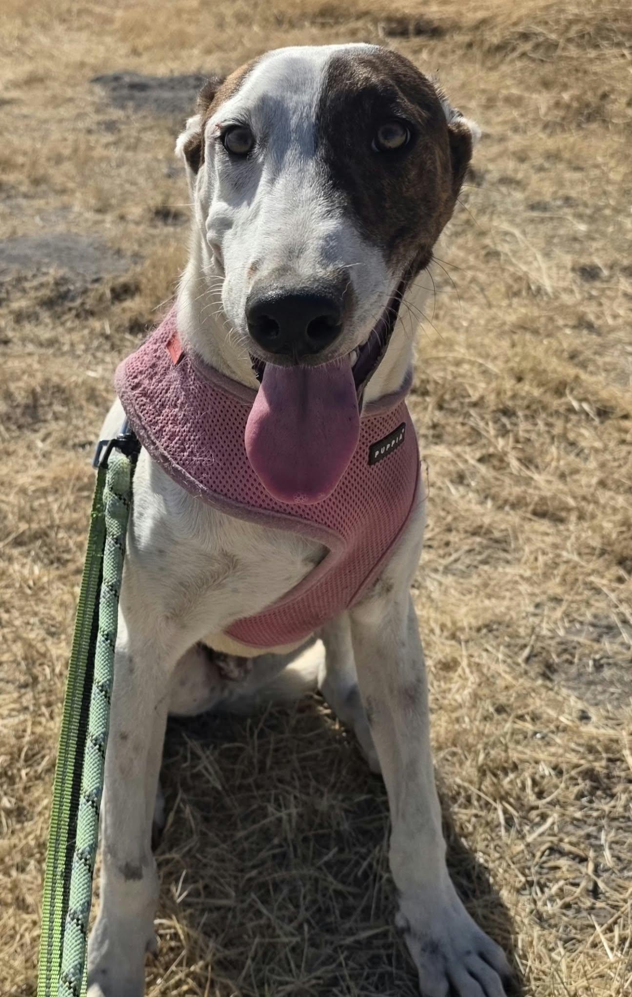 Wishbone, Adoptable, Young Male Greyhound.
