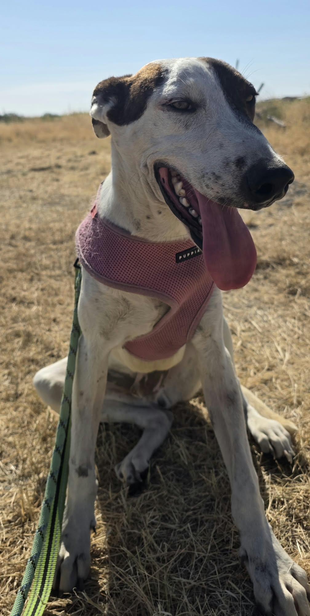 Enlarge Wishbone, a Adoptable Greyhound in Minneapolis, MN image 2/3