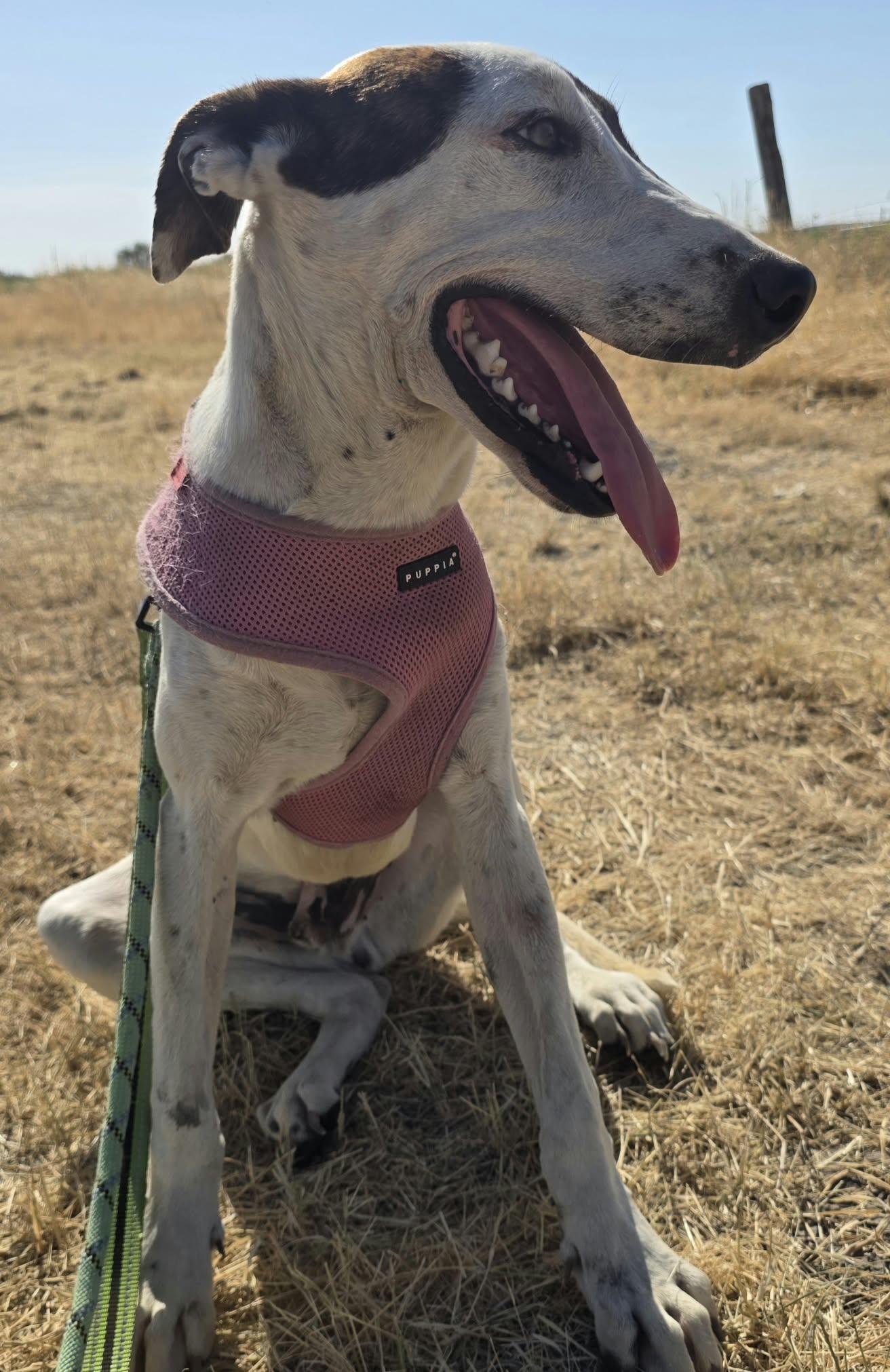 Enlarge Wishbone, a Adoptable Greyhound in Minneapolis, MN image 3/3