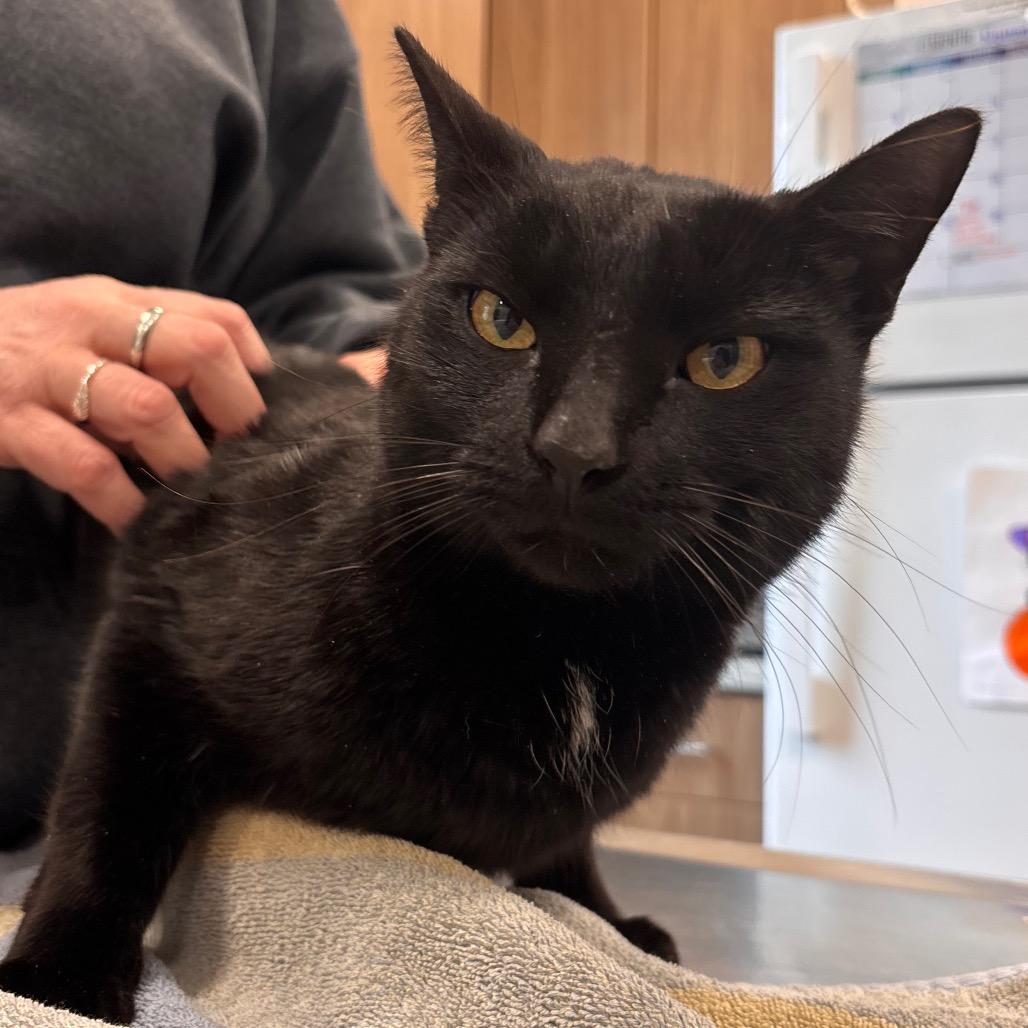 Enlarge Marty, a Adoptable Domestic Short Hair in Nashville, IN image 1/1