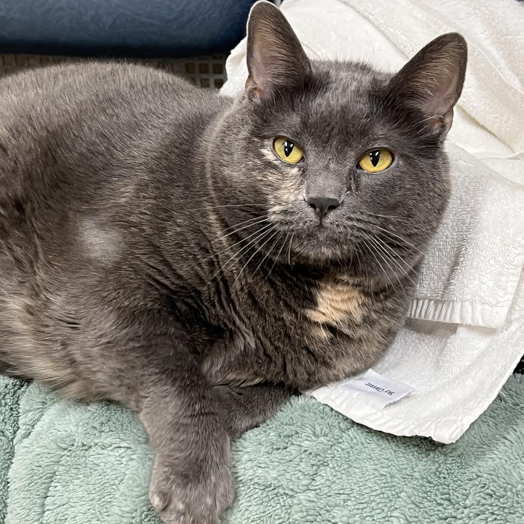 Myka, Adoptable, Senior Female American Shorthair.