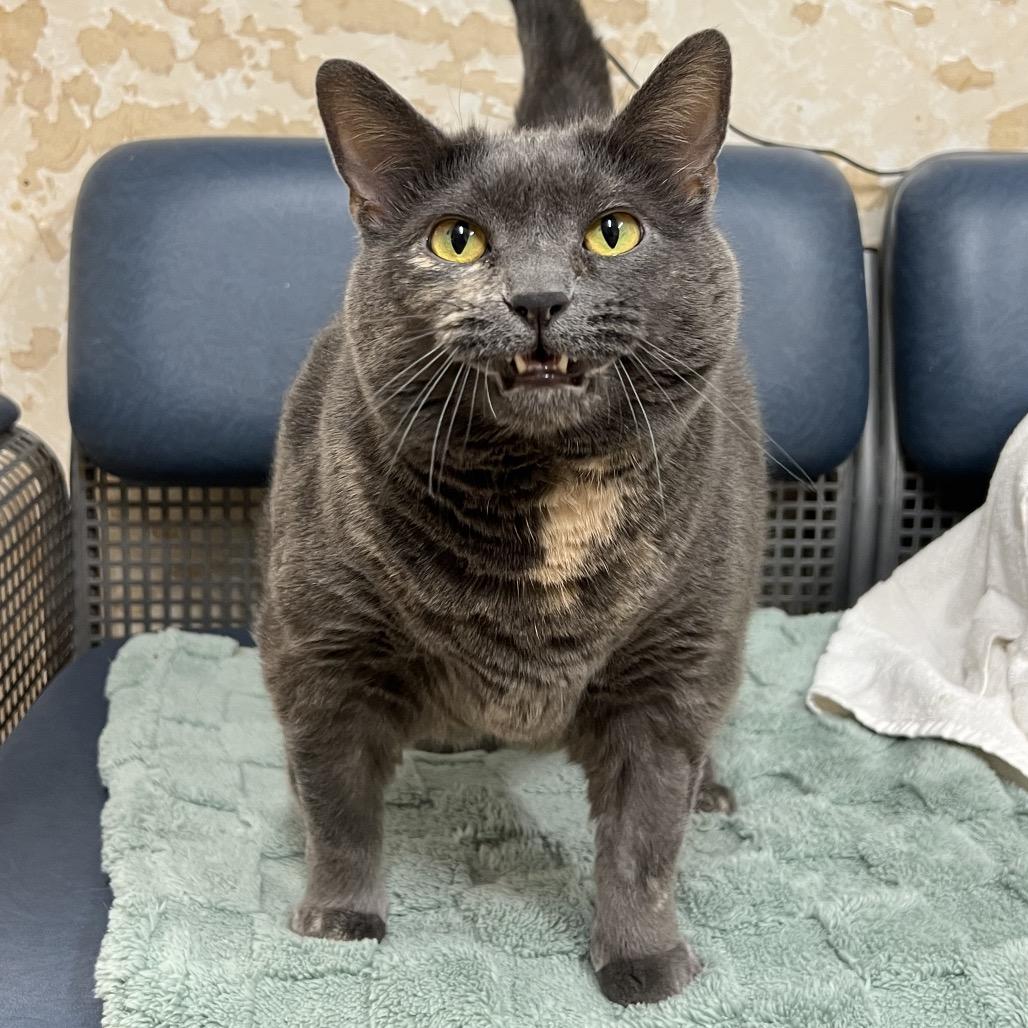 Enlarge Myka, a Adoptable American Shorthair in Delaware, OH image 2/6