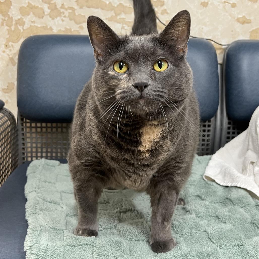Enlarge Myka, a Adoptable American Shorthair in Delaware, OH image 5/6