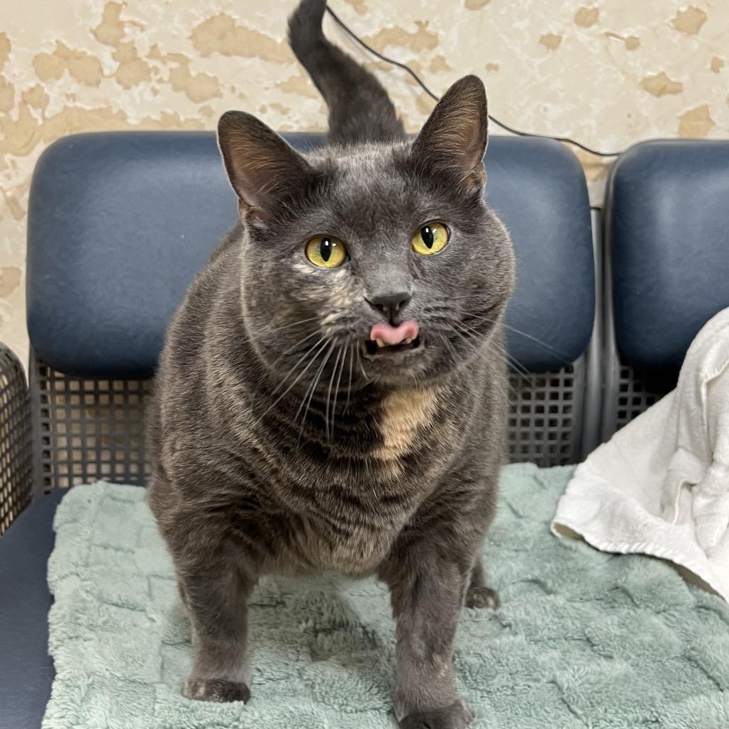 Enlarge Myka, a Adoptable American Shorthair in Delaware, OH image 6/6