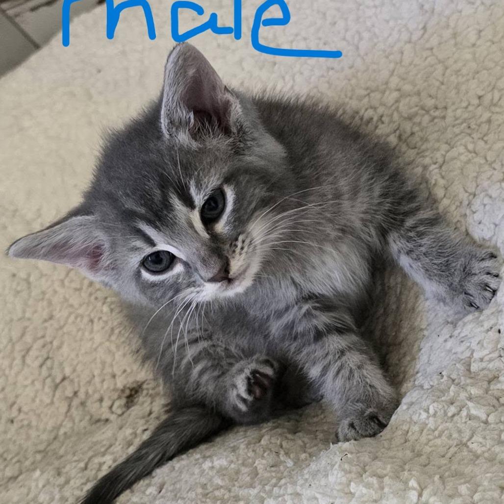 Catniss Everclean, Adoptable, Kitten Male Domestic Short Hair.