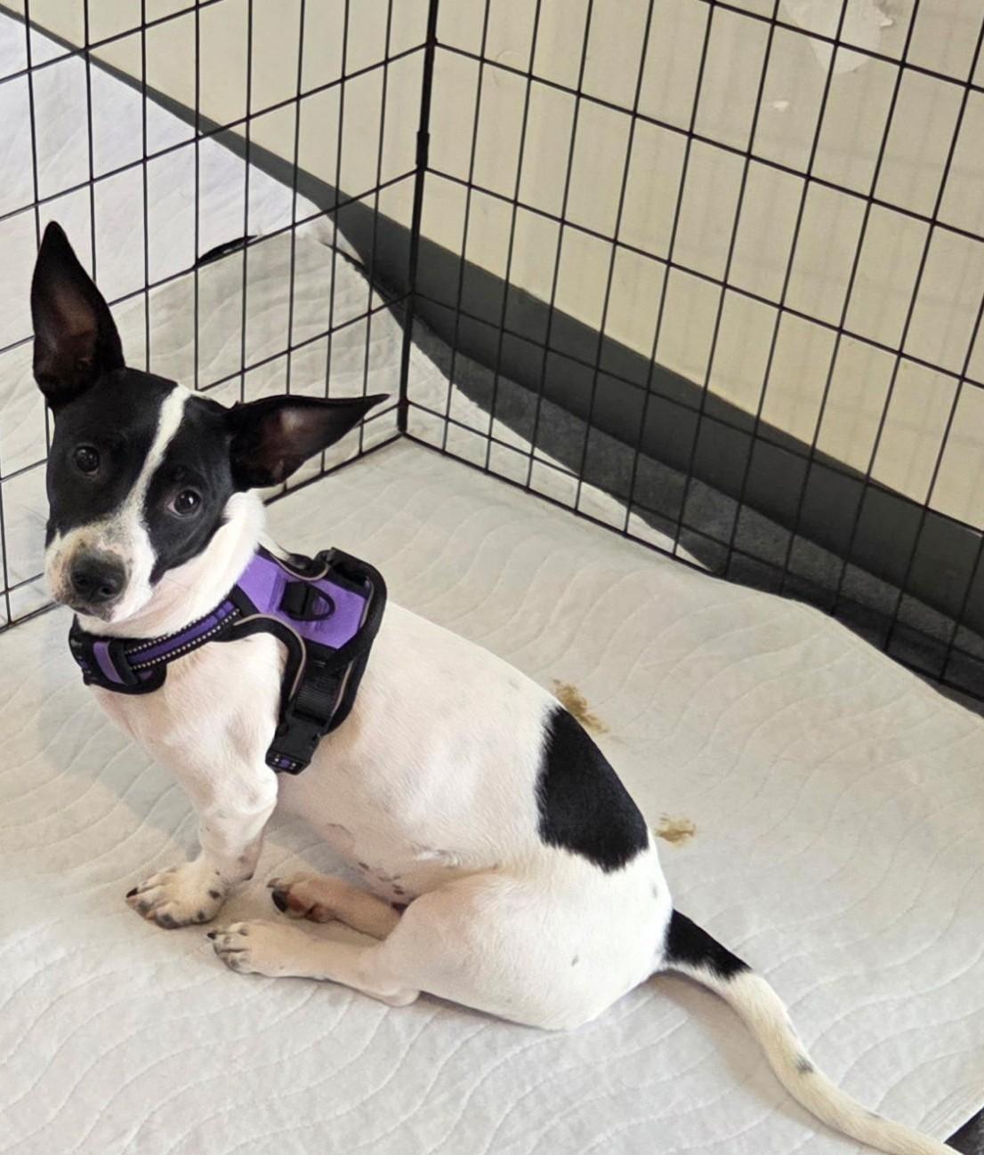 Enlarge Zelda, a ADOPTABLE mixed breed in Oakdale, CA image 2/3