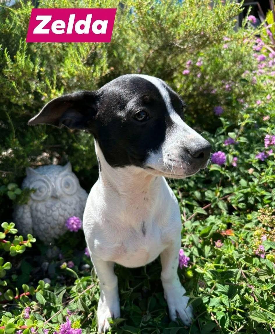 Enlarge Zelda, an adopted mixed breed in Oakdale, CA image 2/4