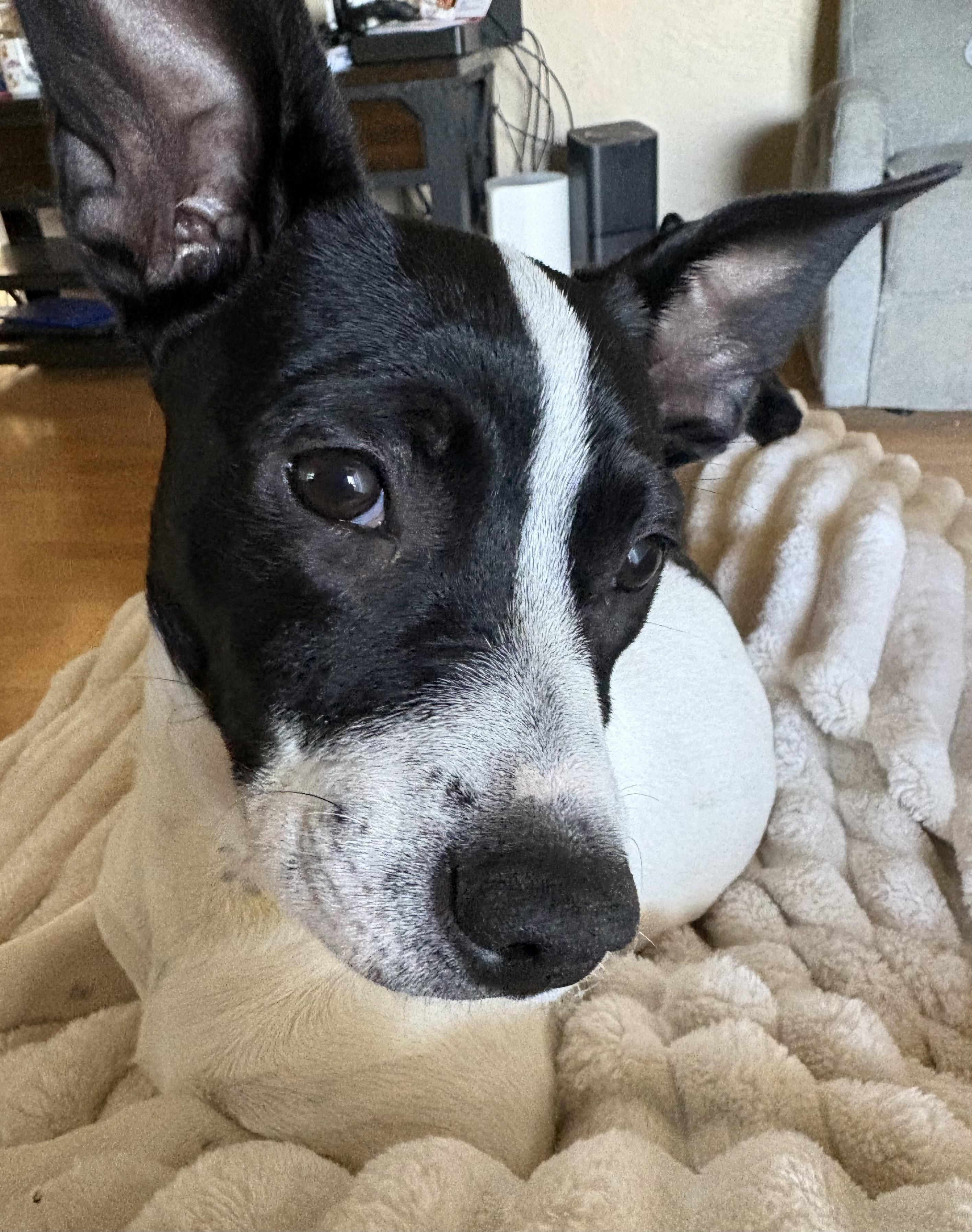 Enlarge Zelda, a ADOPTABLE mixed breed in Oakdale, CA image 3/3
