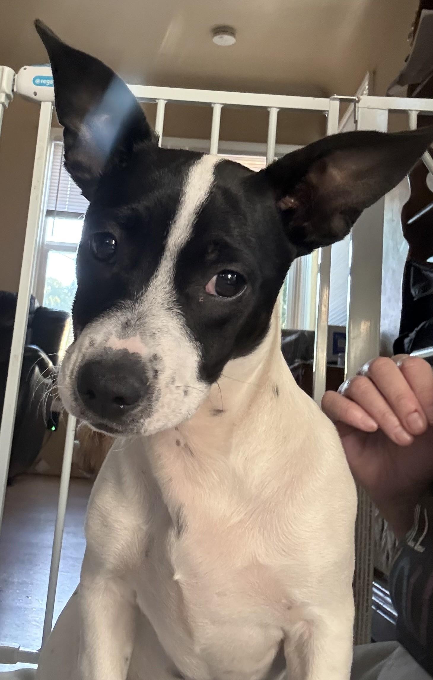 Zelda, ADOPTABLE, Puppy Female Chiweenie.