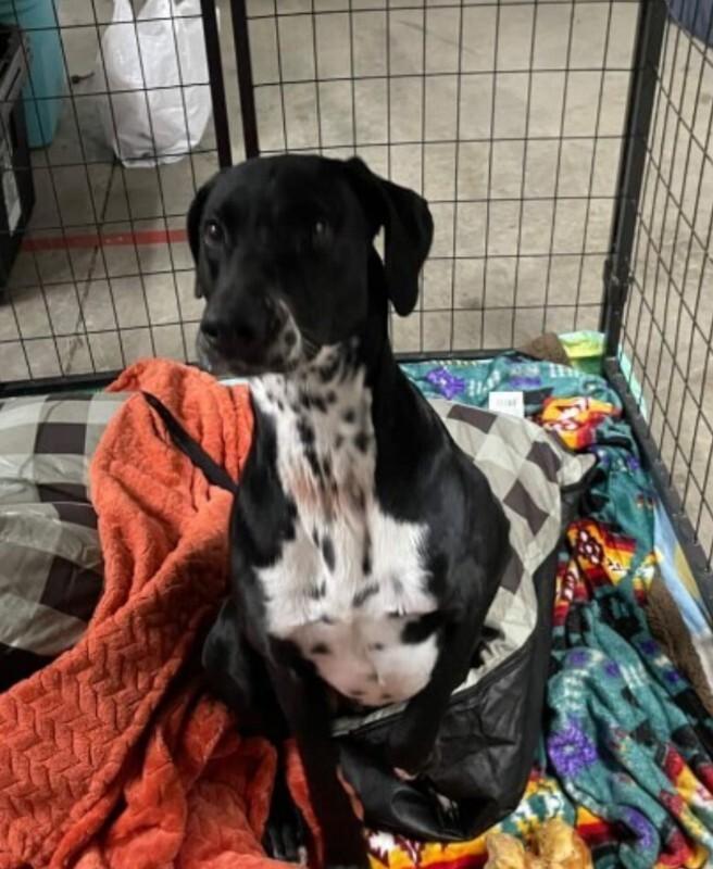 Stormie, Adoptable, Adult Female Mixed Breed.