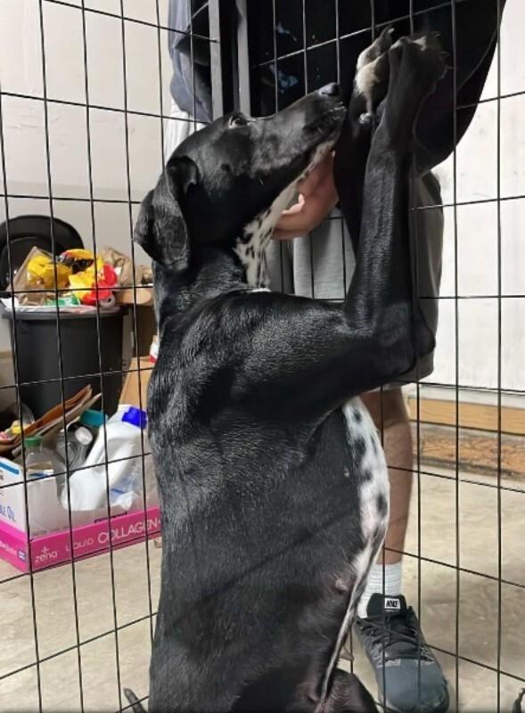 Enlarge Stormie, a Adoptable mixed breed in renton, WA image 2/6