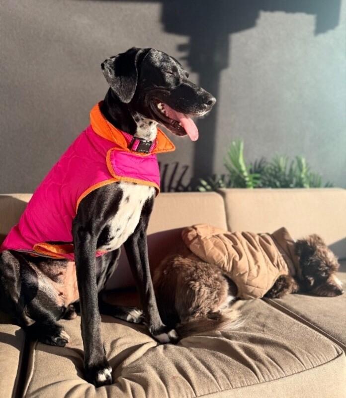 Enlarge Stormie, a Adoptable mixed breed in renton, WA image 4/6