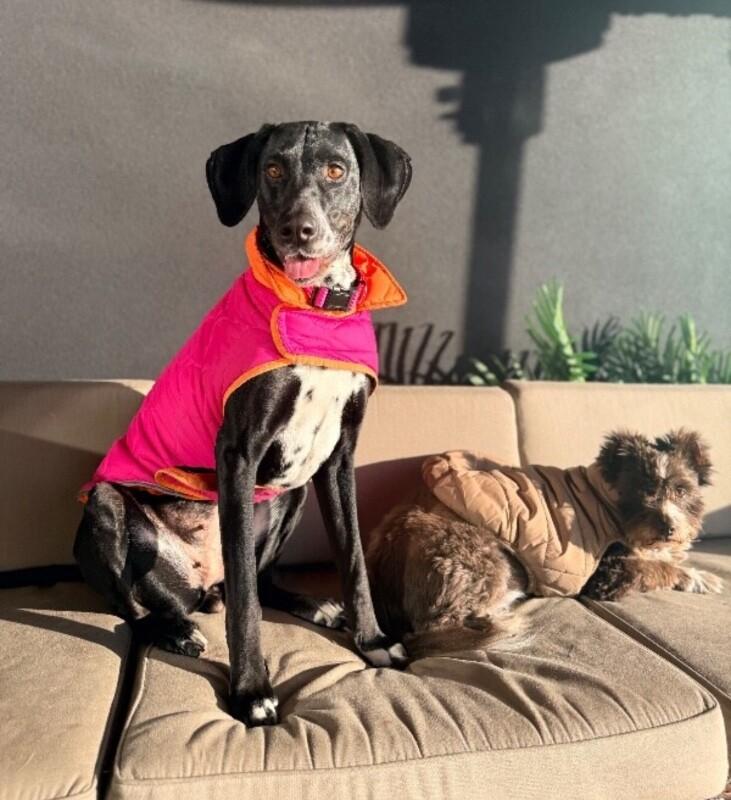 Enlarge Stormie, a Adoptable mixed breed in renton, WA image 5/6