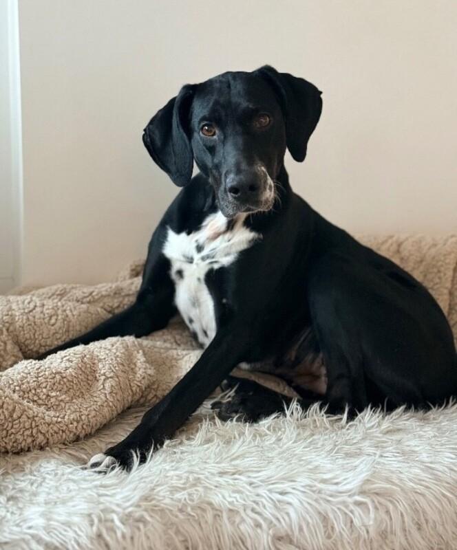 Enlarge Stormie, a Adoptable mixed breed in renton, WA image 6/6