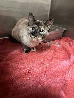 Enlarge Iris, a Adopted Siamese in Sherwood, AR image 1/4