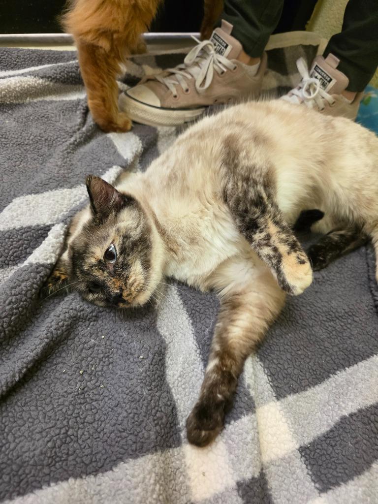 Enlarge Iris, a Adopted Siamese in Sherwood, AR image 2/4