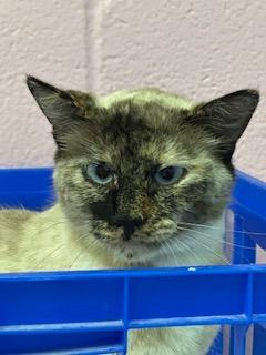 Enlarge Iris, a Adopted Siamese in Sherwood, AR image 3/4