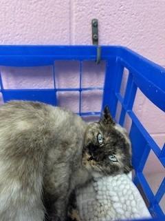 Enlarge Iris, a Adopted Siamese in Sherwood, AR image 4/4