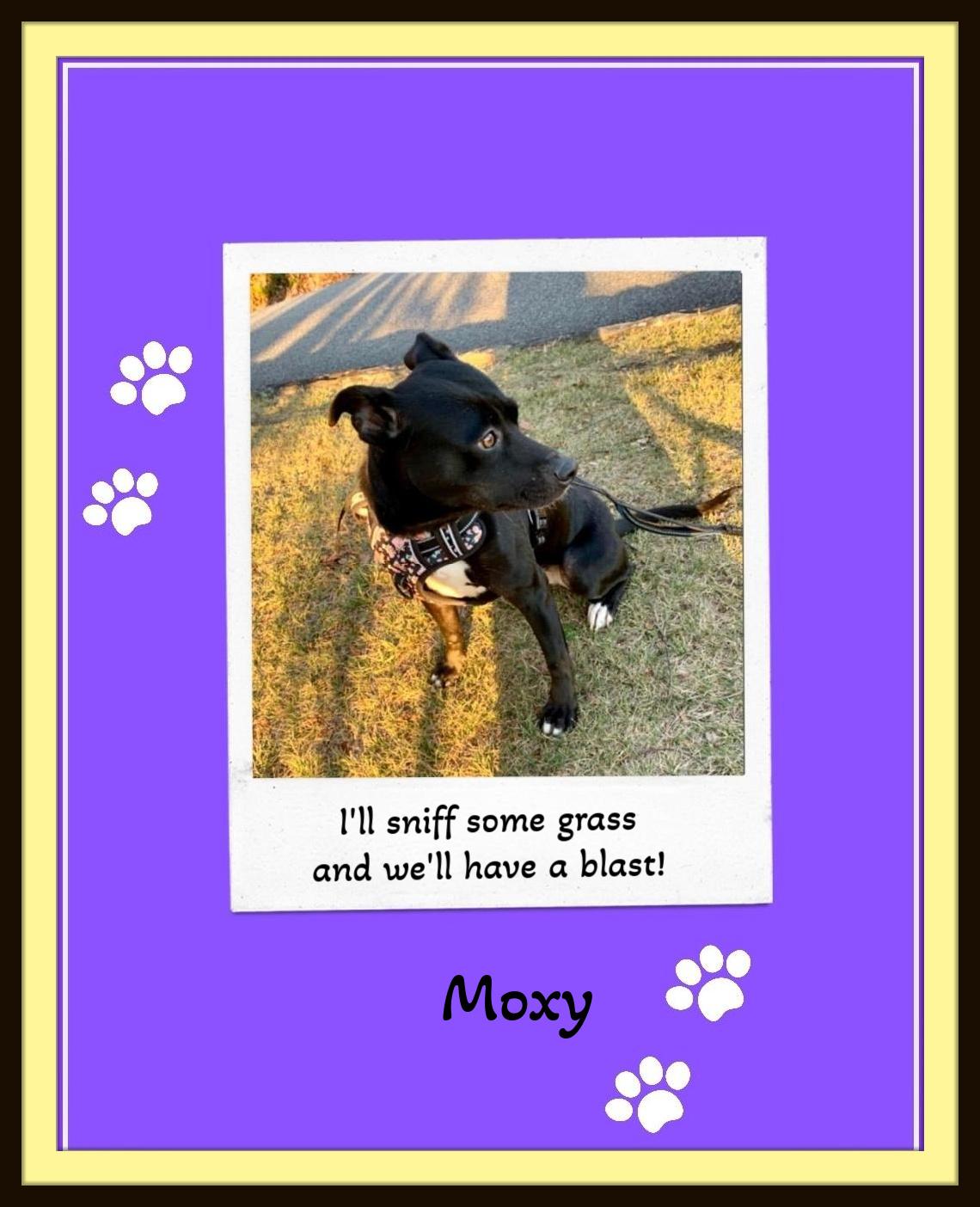 Moxy - Social, Gentle, Endearing, Great one-on-one, well trained!