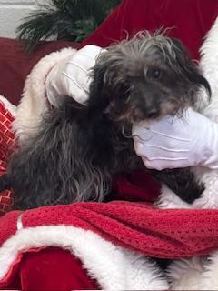 Leroy, adopted, Senior Male Miniature Poodle.