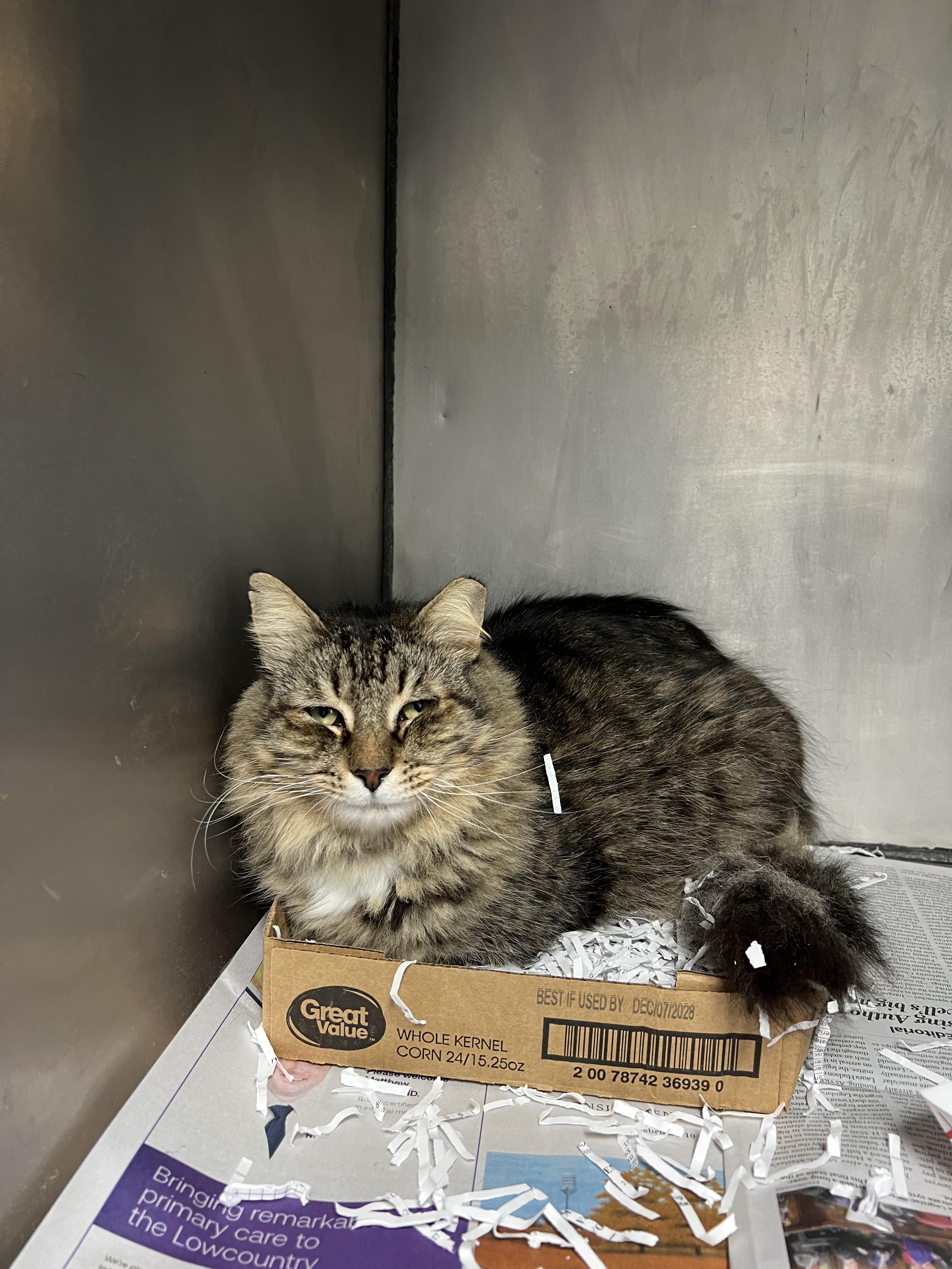 Enlarge Tabby Bear , an adopted Domestic Long Hair in Cambridge, MA image 2/4