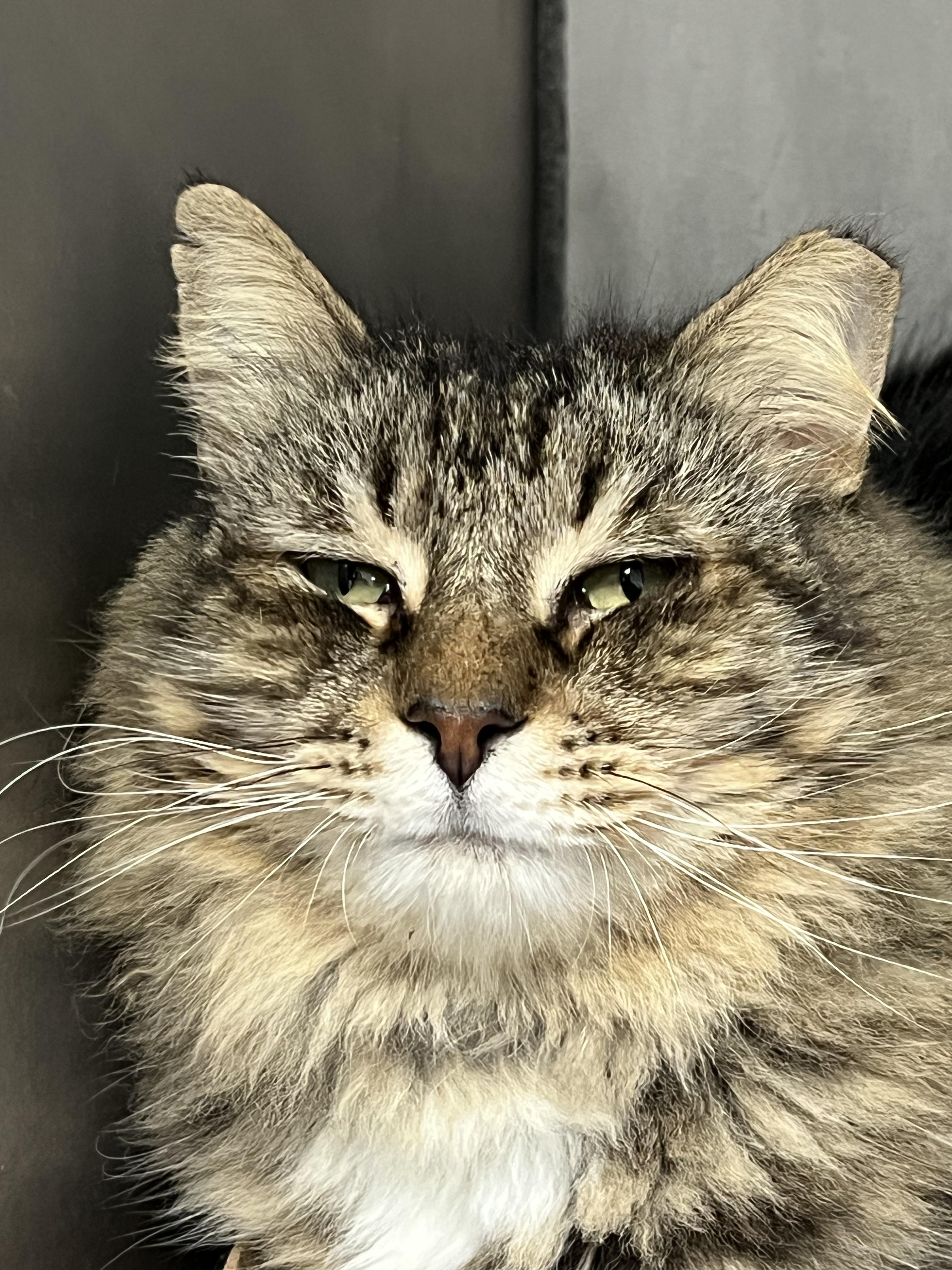 Enlarge Tabby Bear , an adopted Domestic Long Hair in Cambridge, MA image 4/4