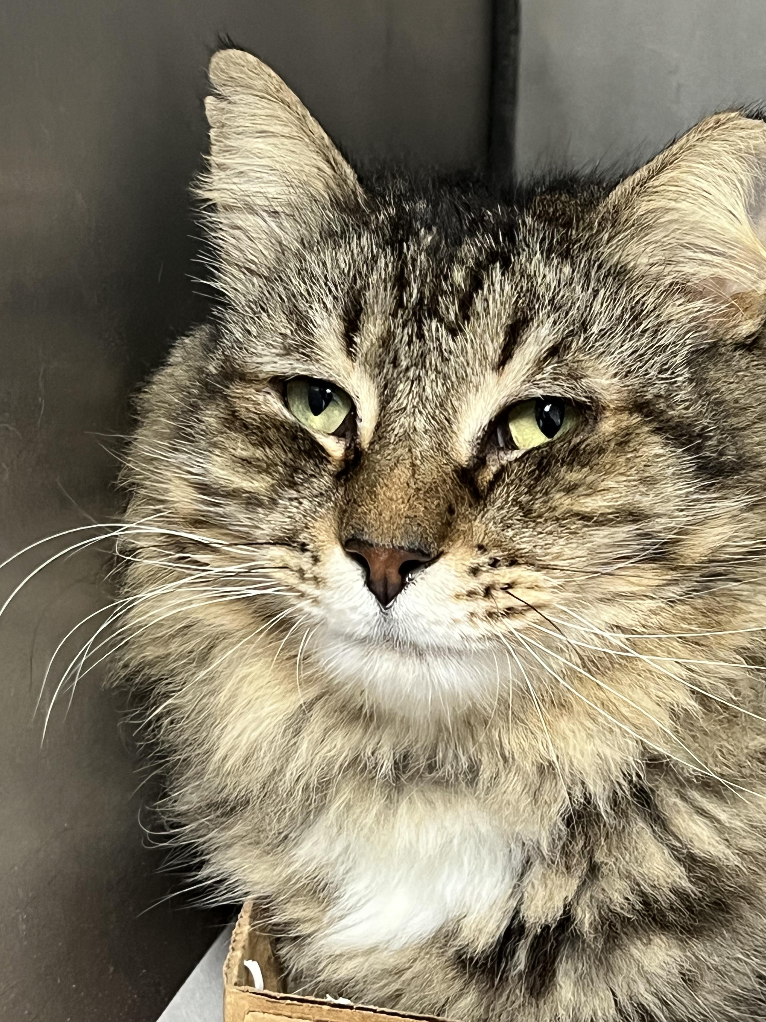 Enlarge Tabby Bear , an adopted Domestic Long Hair in Cambridge, MA image 3/4