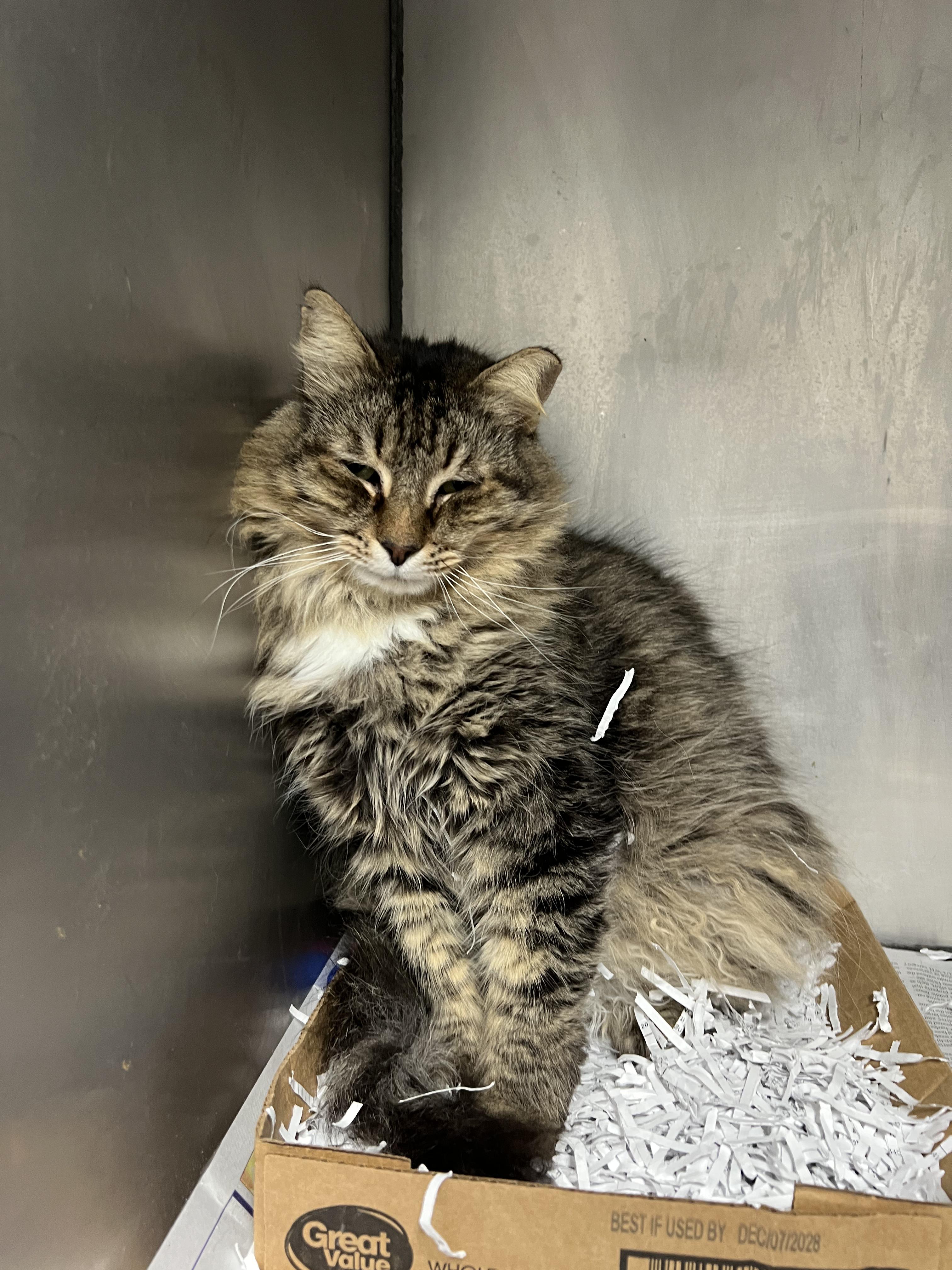 Tabby Bear , adopted, Young Male Domestic Long Hair.