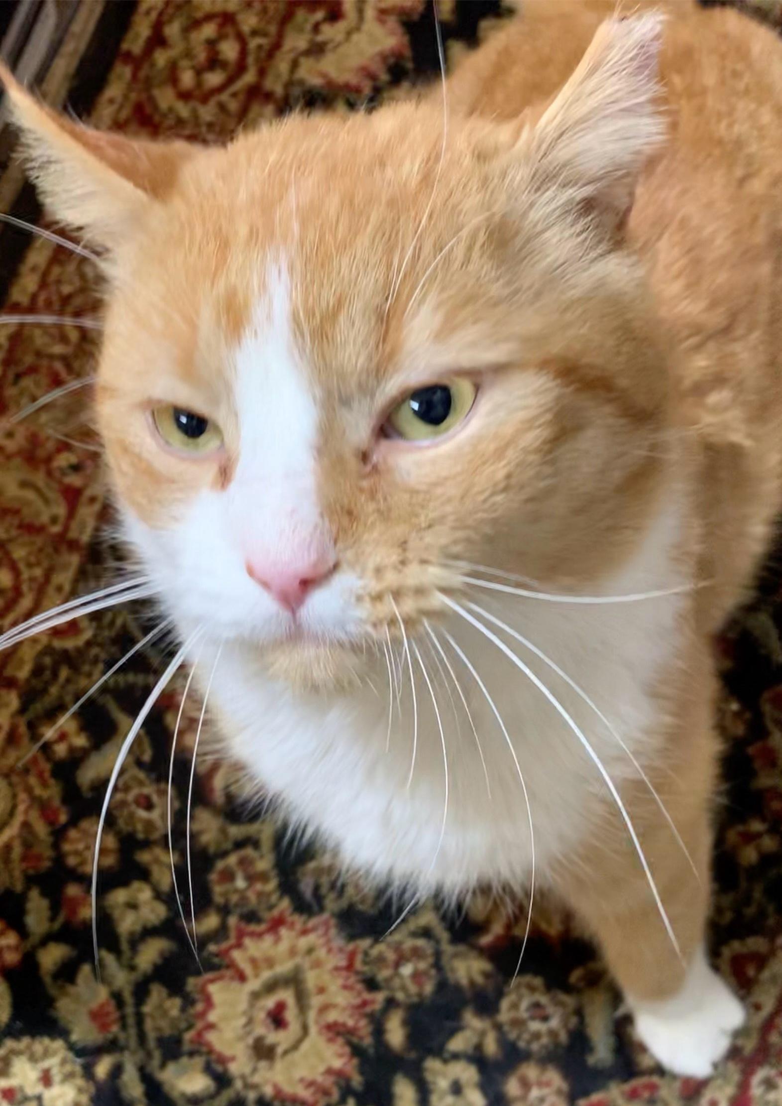 Enlarge Pumpkin, a Adopted Domestic Short Hair in Hasbrouck Heights, NJ image 1/2