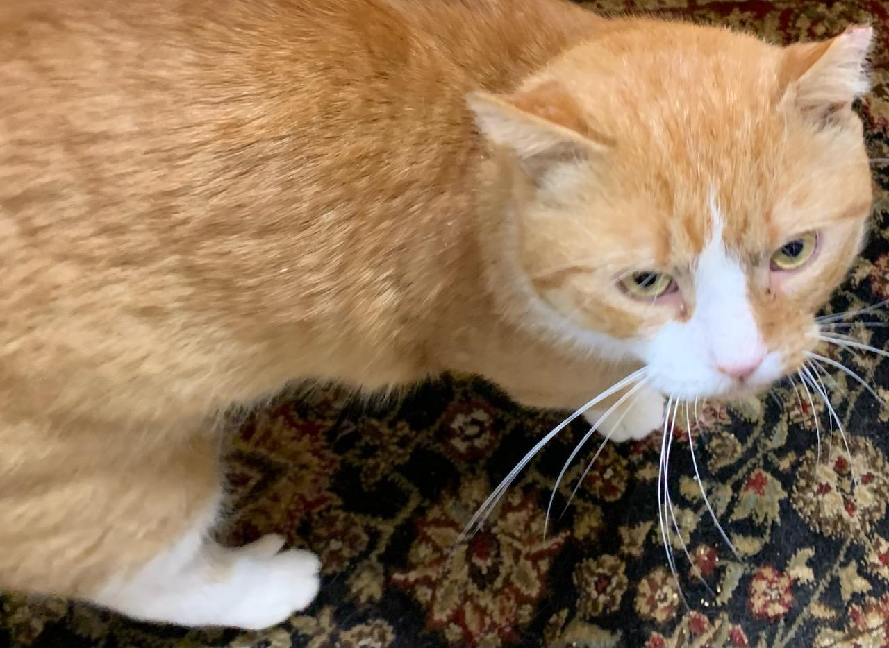 Enlarge Pumpkin, a Adopted Domestic Short Hair in Hasbrouck Heights, NJ image 2/2