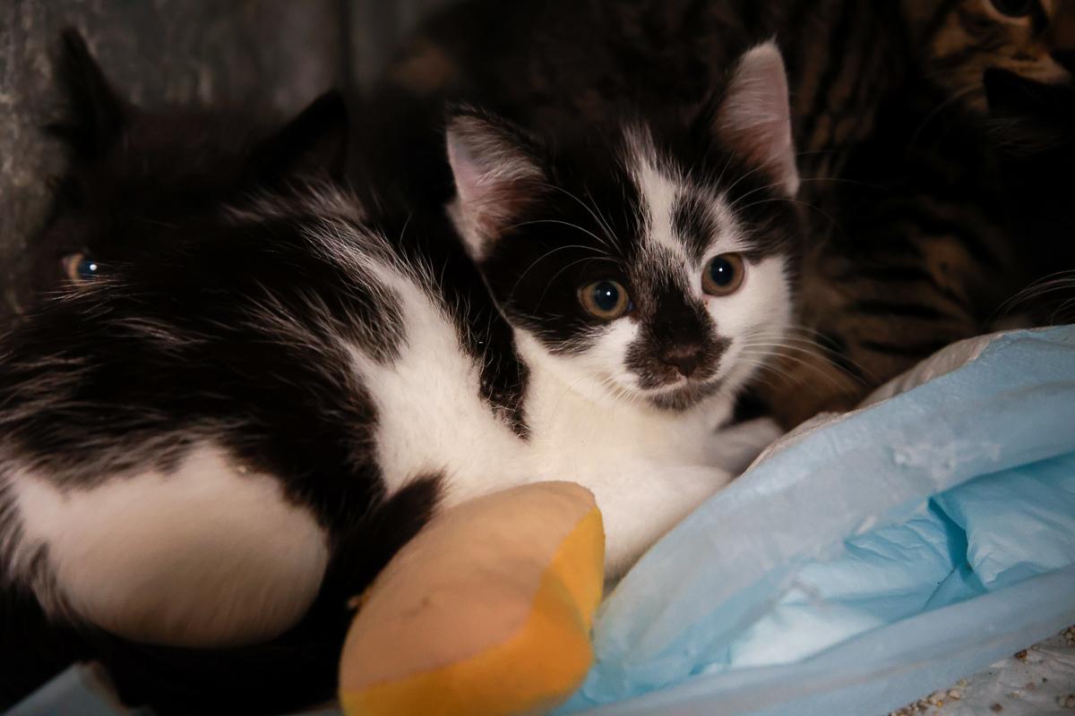 Panda, Baby Female Domestic Short Hair