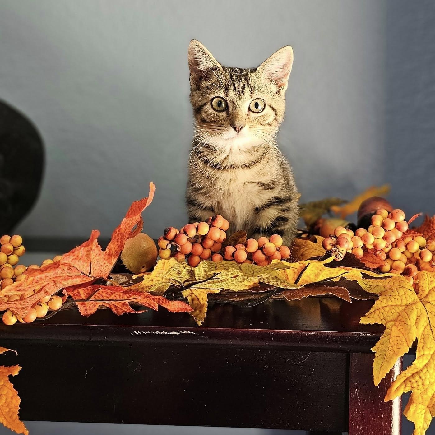 A Zen Kitty $95, a Adoptable Domestic Short Hair in Seneca, SC image 1/6