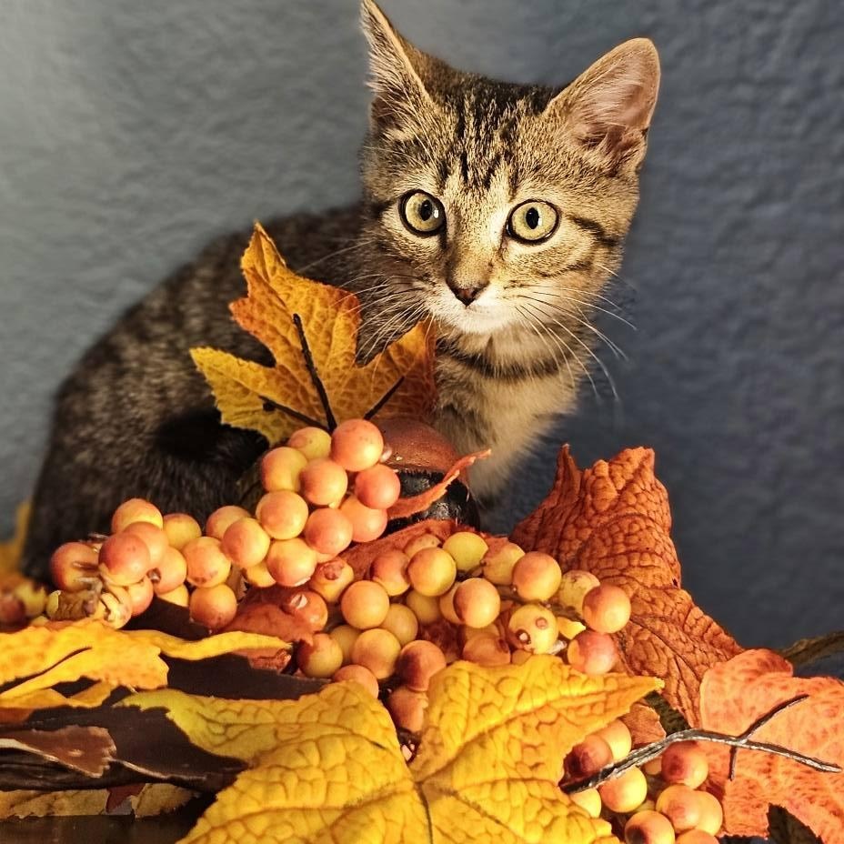 A Zen Kitty $95, a Adoptable Domestic Short Hair in Seneca, SC image 3/6