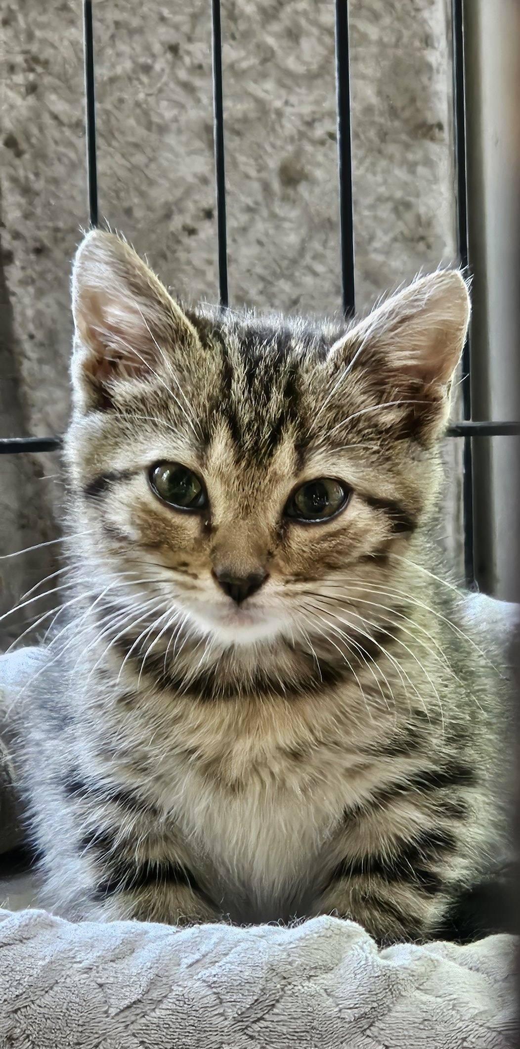 A Zen Kitty $95, a Adoptable Domestic Short Hair in Seneca, SC image 5/6