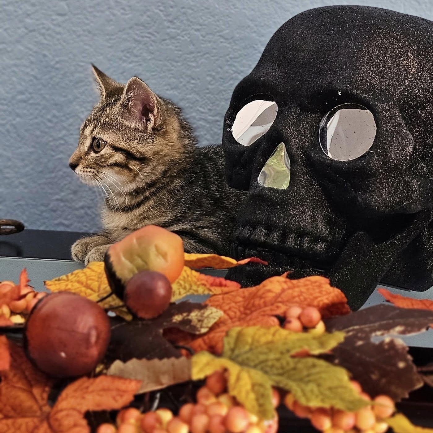 A Zen Kitty $95, a Adoptable Domestic Short Hair in Seneca, SC image 2/6