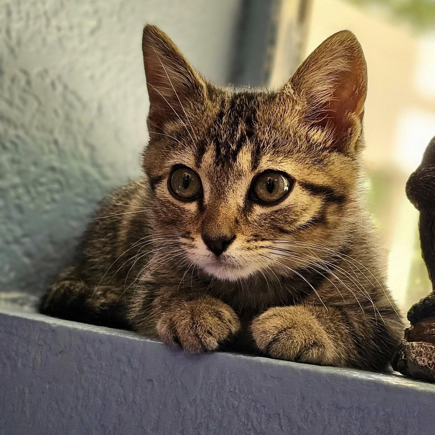 Zen $95, Adoptable, Young Male Domestic Short Hair.