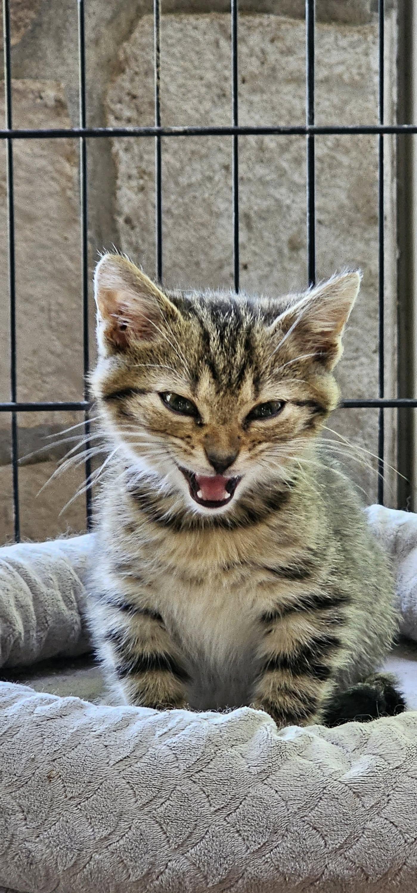 A Zen Kitty $95, a Adoptable Domestic Short Hair in Seneca, SC image 6/6