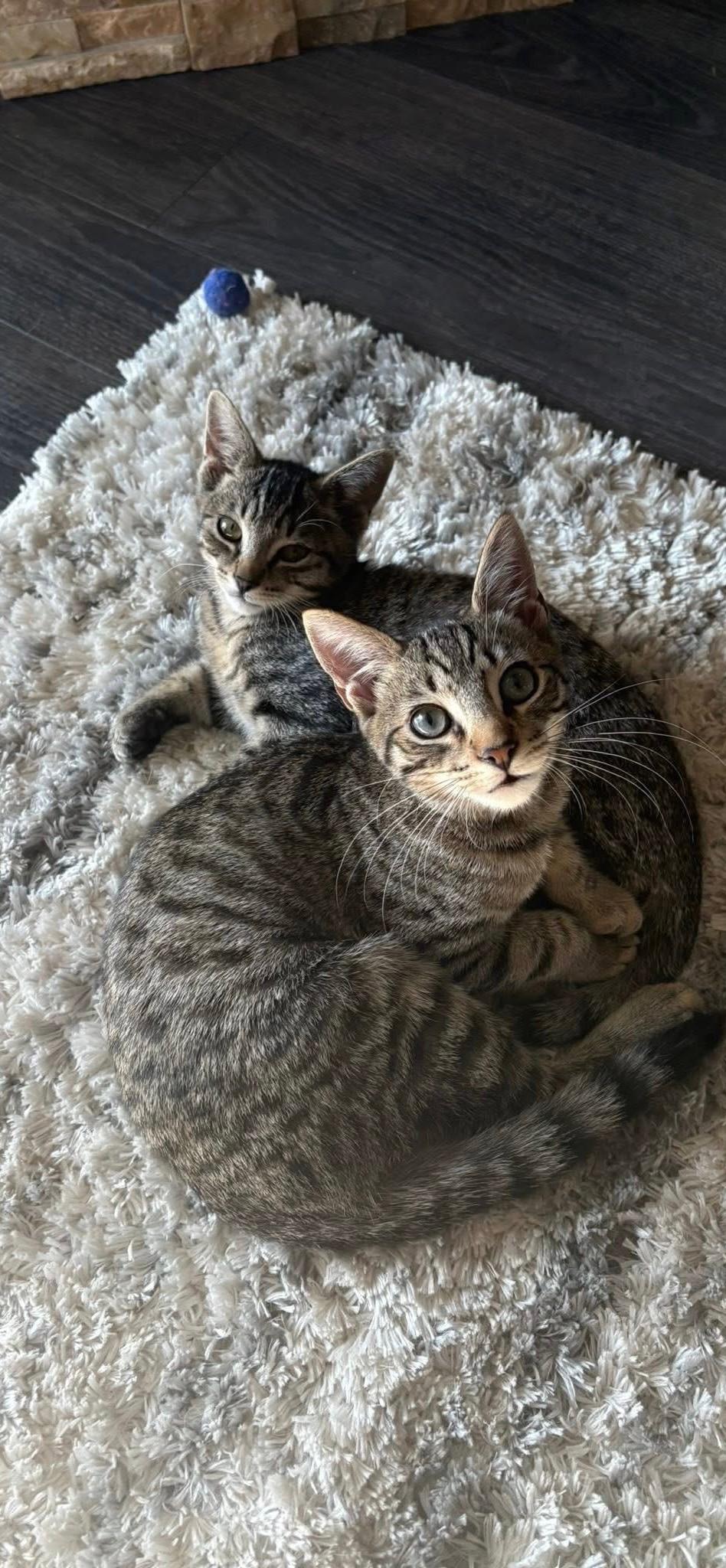 Enlarge Hawthorn and Hemlock, an adoptable Domestic Short Hair in Warminster, PA image 6/6