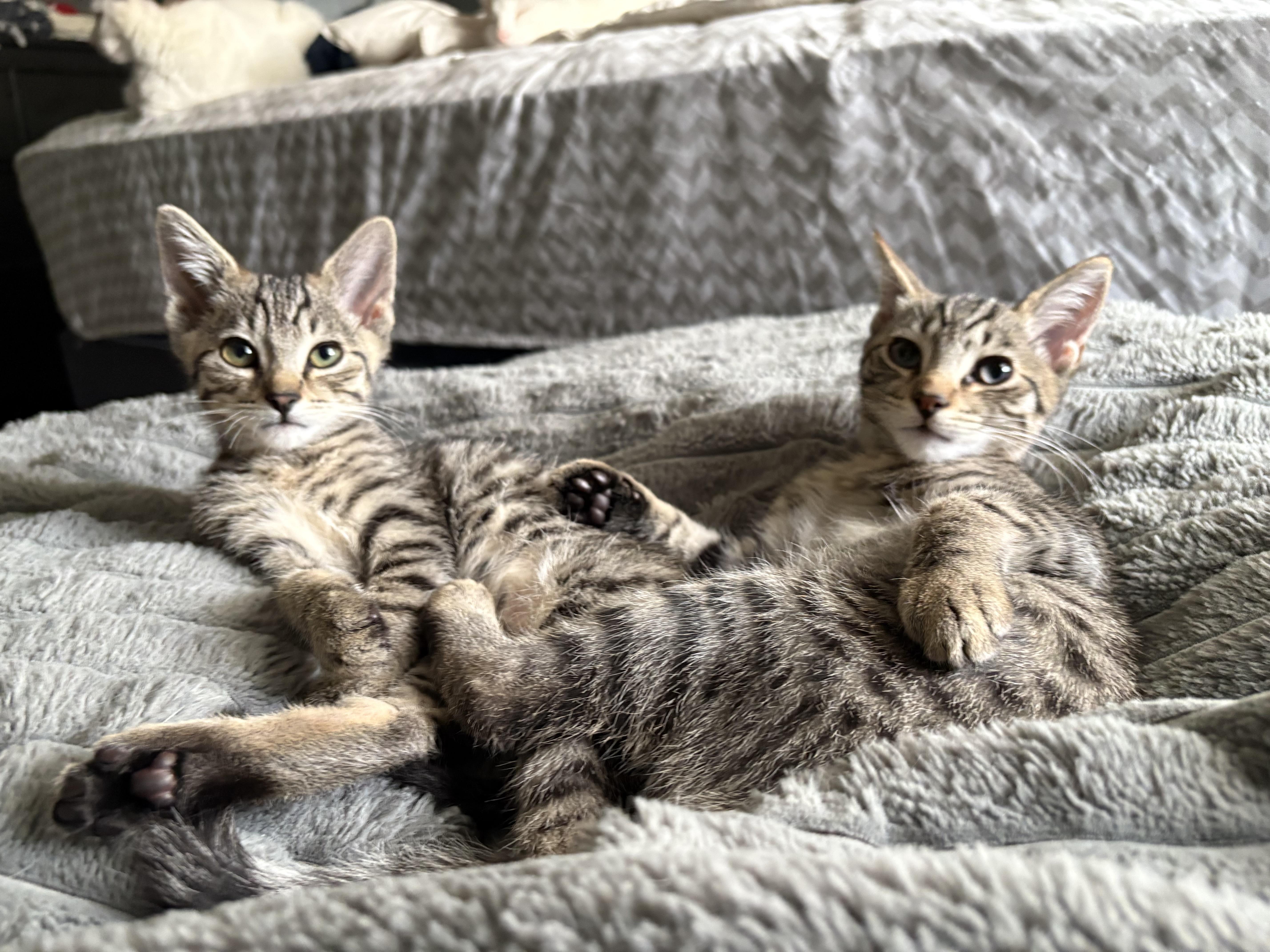 Enlarge Hawthorn and Hemlock, an adoptable Domestic Short Hair in Warminster, PA image 1/6