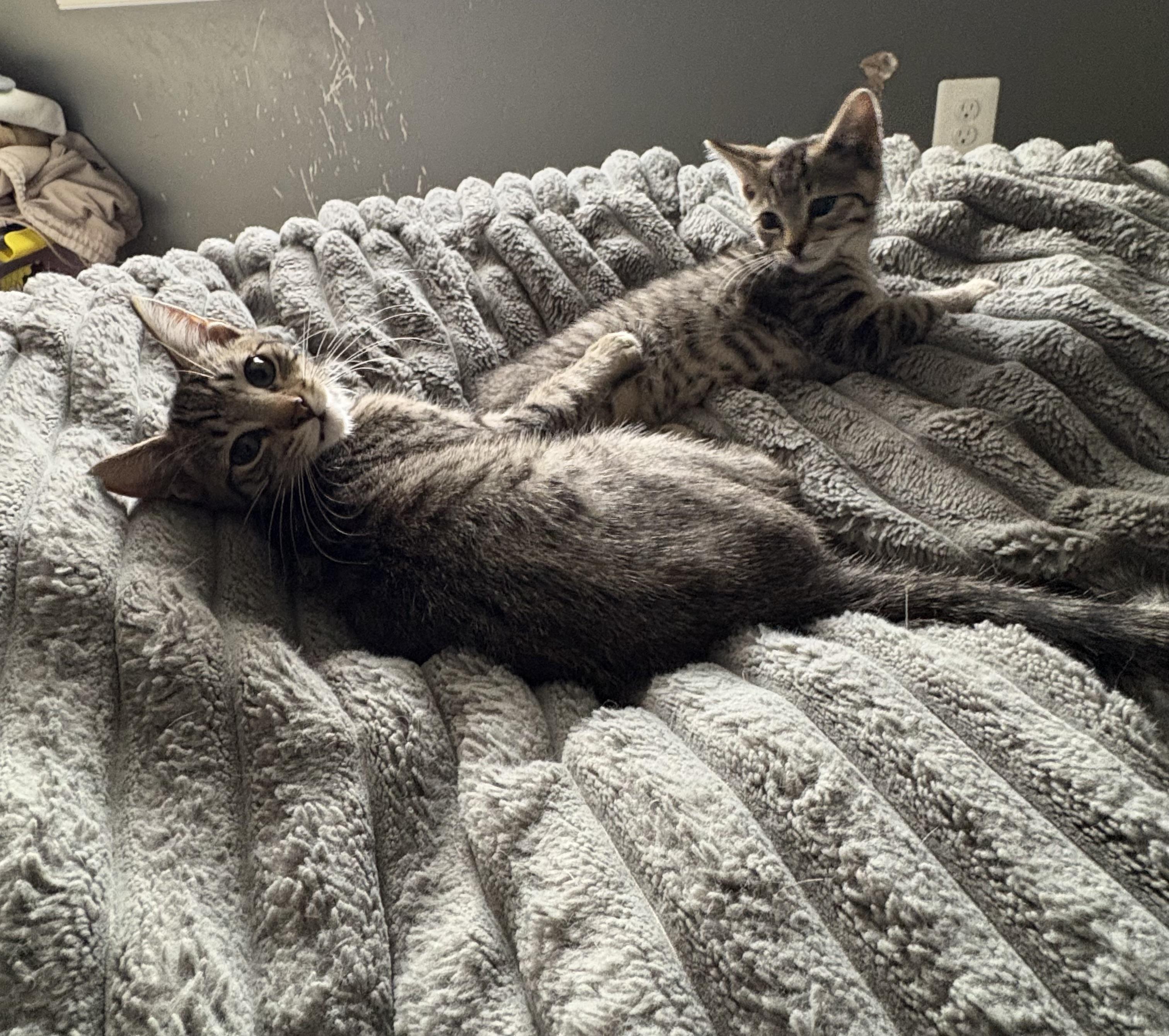 Enlarge Hawthorn and Hemlock, an adoptable Domestic Short Hair in Warminster, PA image 2/6