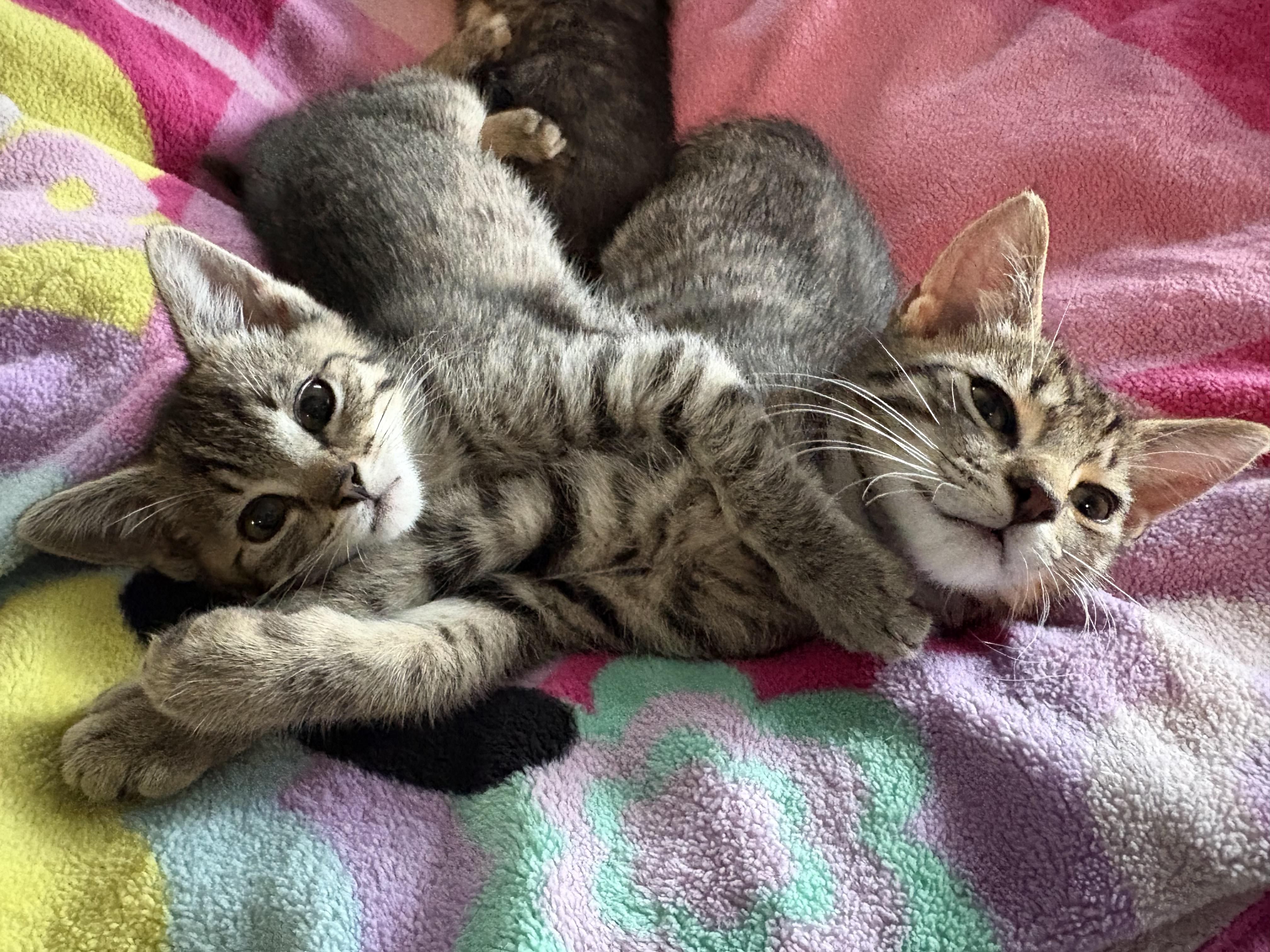 Enlarge Hawthorn and Hemlock, an adoptable Domestic Short Hair in Warminster, PA image 3/6