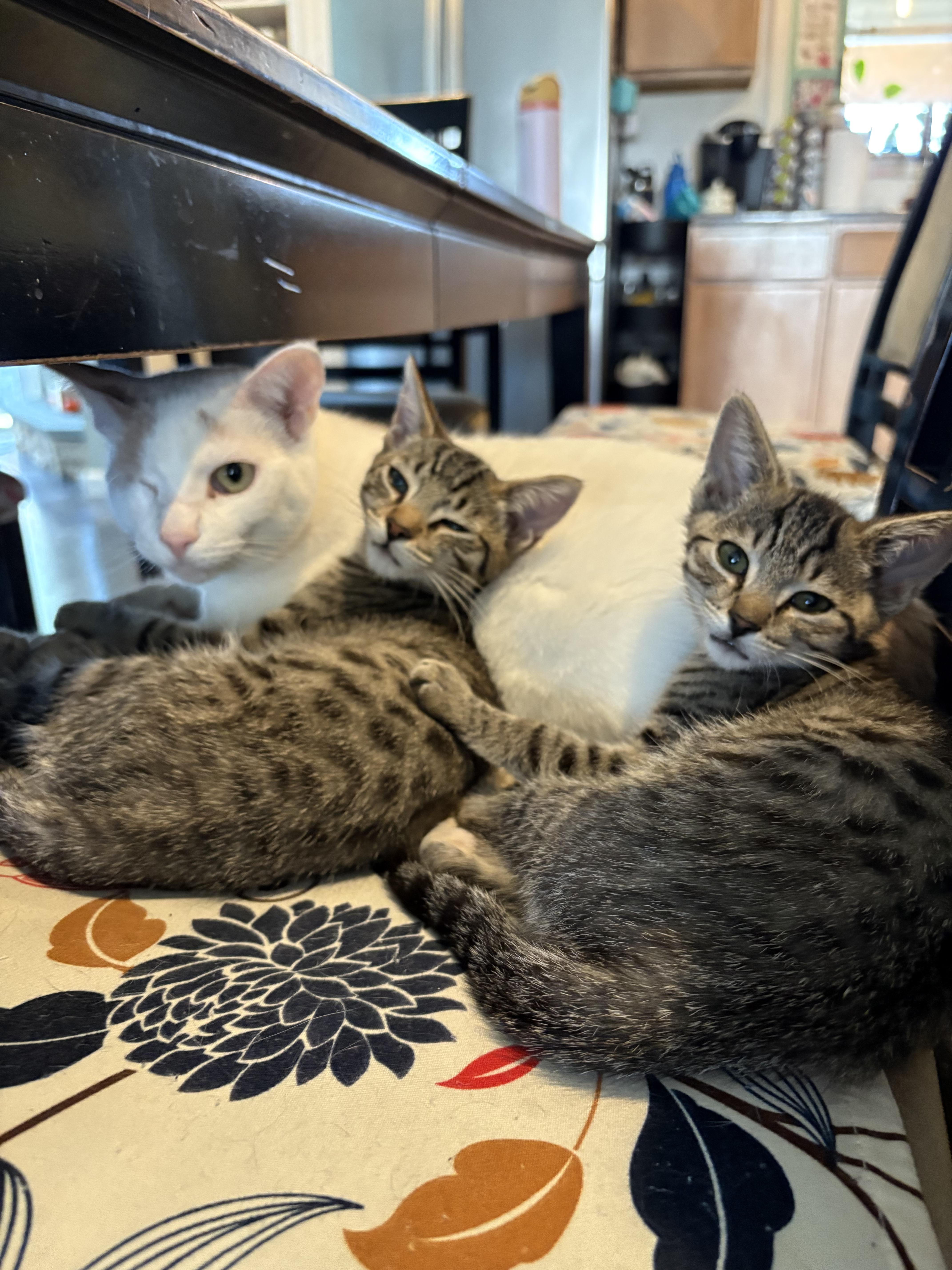 Enlarge Hawthorn and Hemlock, an adoptable Domestic Short Hair in Warminster, PA image 5/6