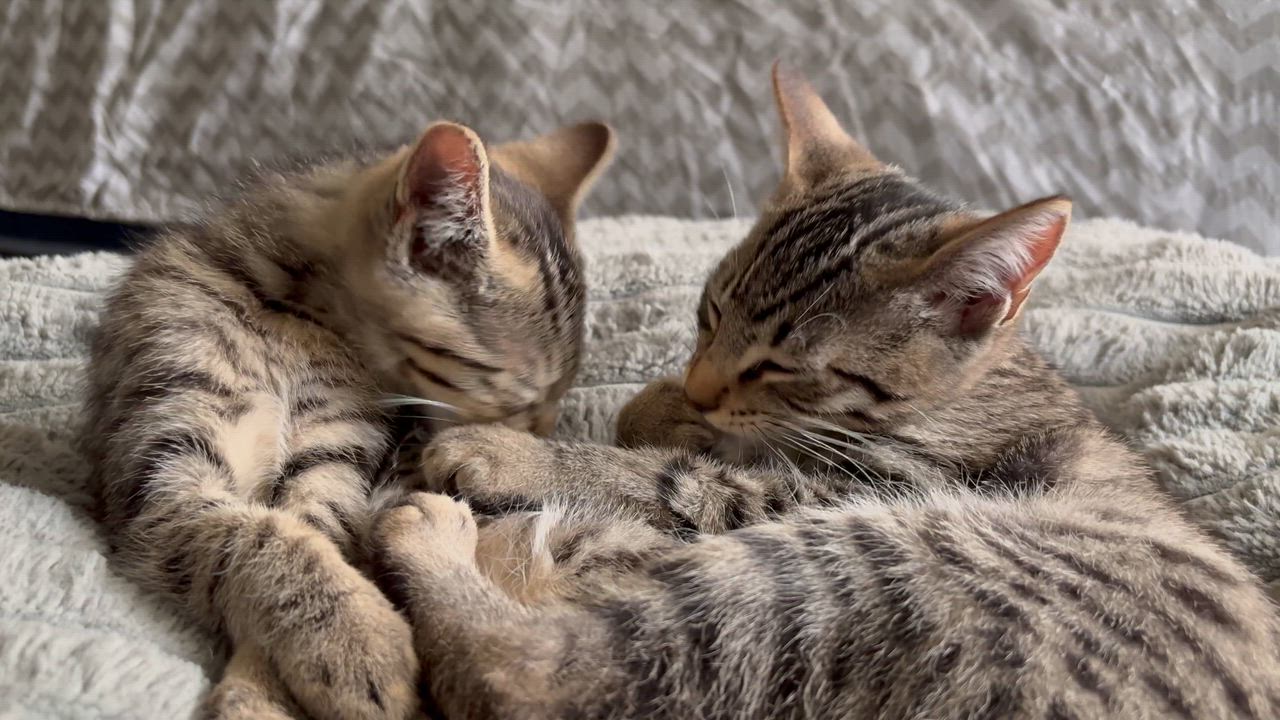 Enlarge Hawthorn and Hemlock, an adoptable Domestic Short Hair in Warminster, PA video 4/6