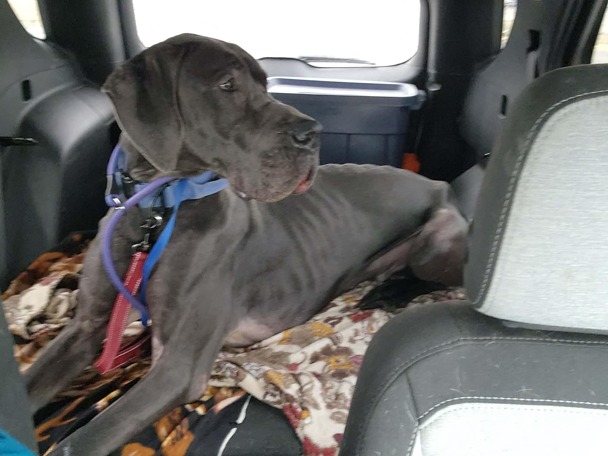 Enlarge Tripp, an adopted Great Dane in Westville, IN image 1/1