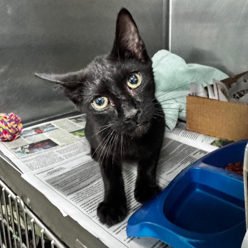 Shadow, Adoptable, Kitten Male Domestic Short Hair.